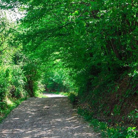 Na Okic - A Private Forest Oasis Sveti Martin pod Okicem Kültér fotó